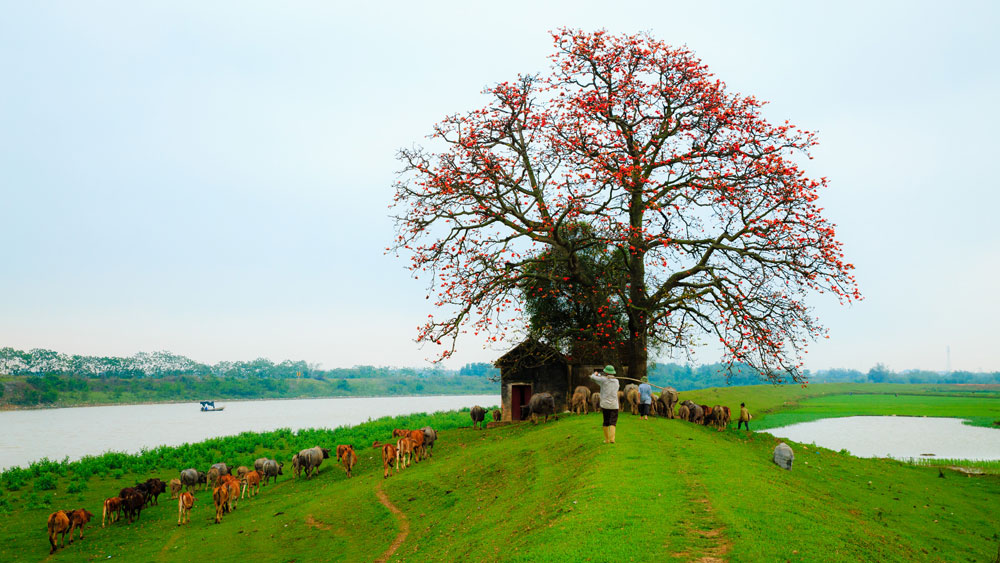 Mùa hoa gạo bên dòng sông quê