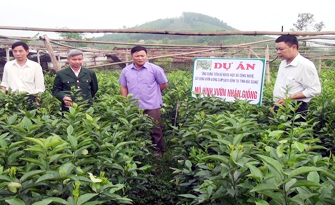 Yên Thế: Hỗ trợ phát triển cây ăn quả