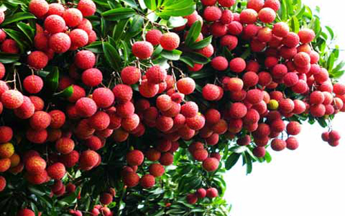 Vải thiều rộng đường xuất khẩu nhờ công nghệ MAP