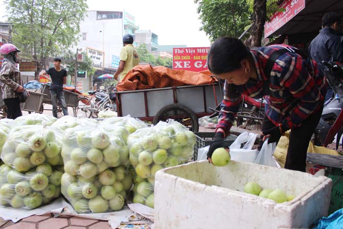Dưa lê siêu ngọt Lục Nam - Sản lượng giảm, giá bán tăng