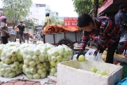 Dưa lê siêu ngọt Lục Nam - Sản lượng giảm, giá bán tăng