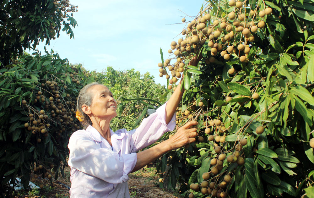 Tân Yên: Sản lượng nhãn ước đạt gần 100 tấn