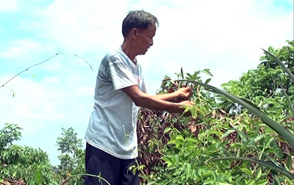 Đăng ký chỉ dẫn địa lý “Núi Dành” cho sản phẩm sâm nam