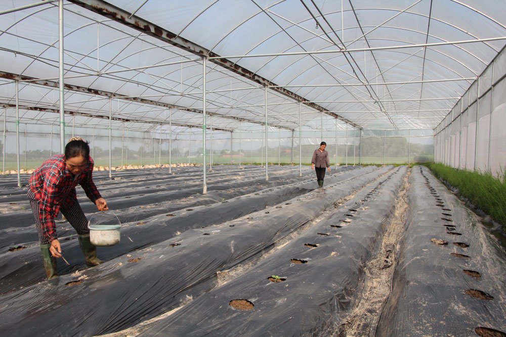 Tích tụ ruộng đất, tăng hiệu quả canh tác: Kỳ 1 - Ruộng rộng, lợi nhuận lớn