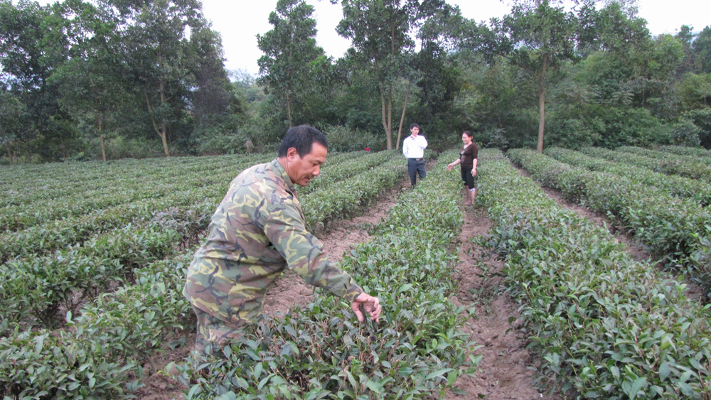 Xây dựng thương hiệu  chè Bát Tiên (Sơn Động)