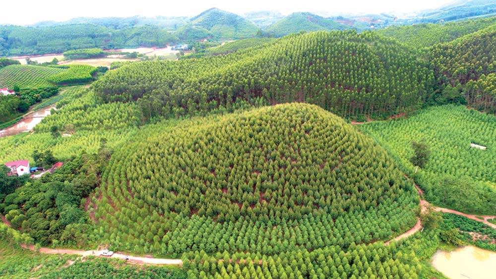 Nông dân Yên Thế làm giàu từ rừng