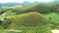 Nông dân Yên Thế làm giàu từ rừng