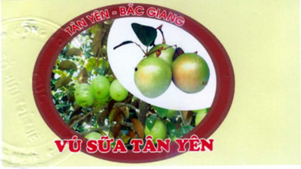 Bảo hộ nhãn hiệu vú sữa Tân Yên