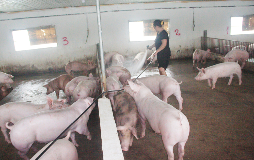 Tăng hơn 40 nghìn con lợn