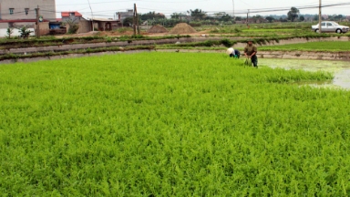  Sản vật quê nhà