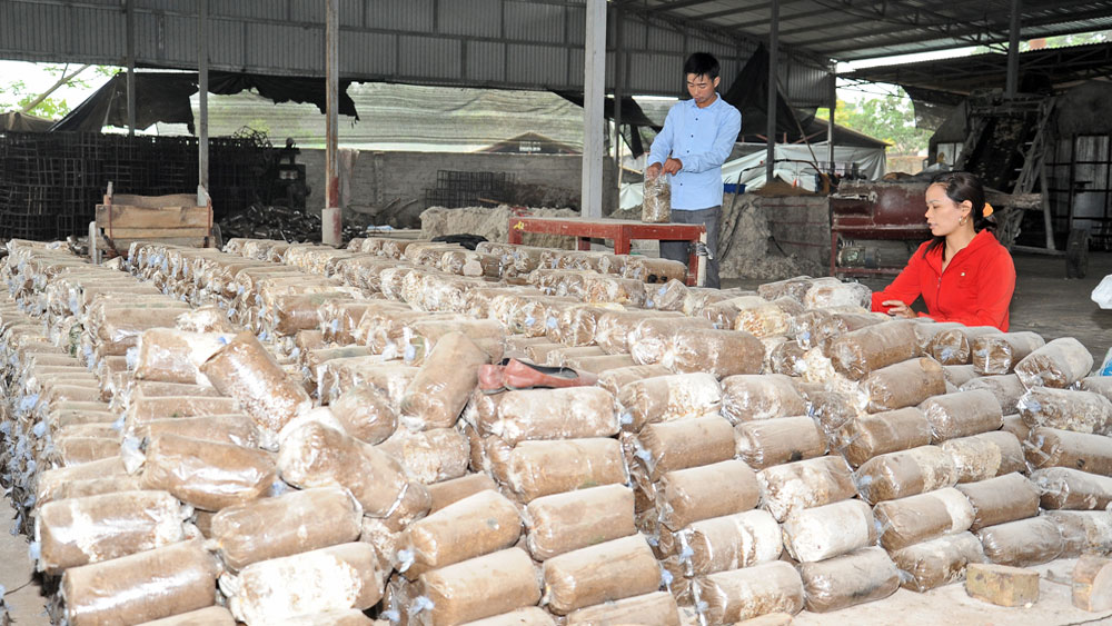 Nấm sạch Hưng Vượng