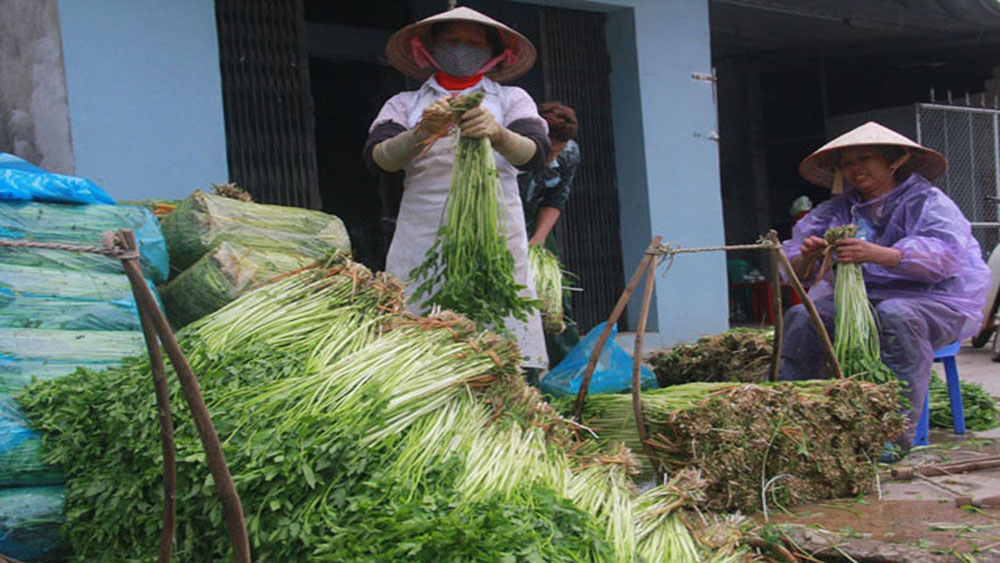Giá rau cần Hoàng Lương đang ổn định ở mức 9 nghìn đồng/kg