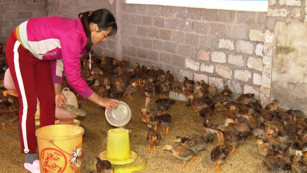 Yên Thế vào đàn tăng gần 5 nghìn con gà