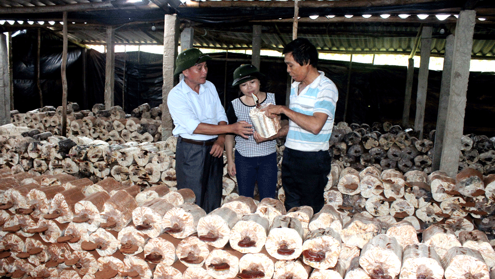 Thoát nghèo từ trồng nấm
