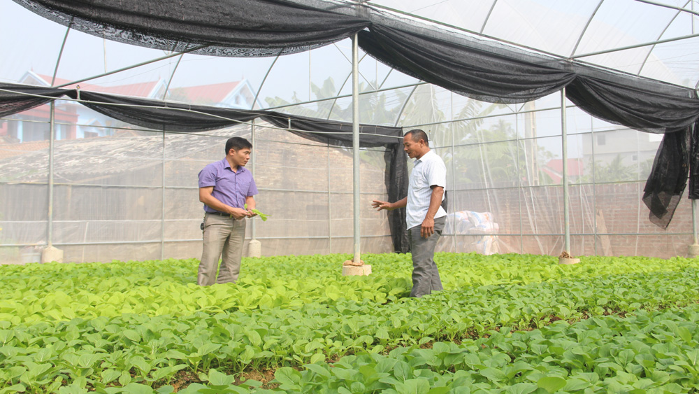 Hiệp Hòa thành lập tổ nhà màng sản xuất nông nghiệp công nghệ cao