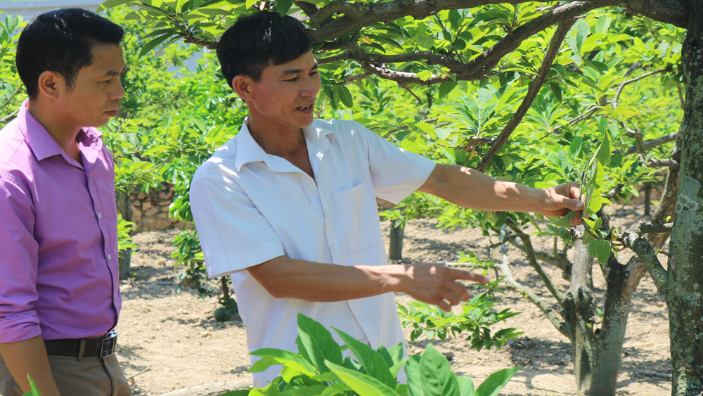 Thu hoạch na dai sẽ muộn hơn khoảng 15-20 ngày so với năm trước