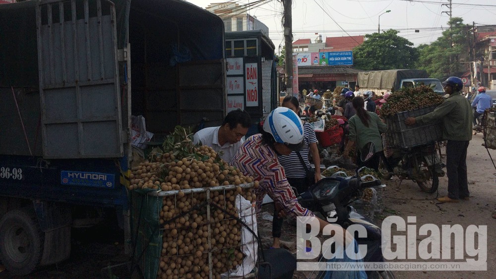 Lục Ngạn: Sản lượng nhãn ước đạt 10 nghìn tấn