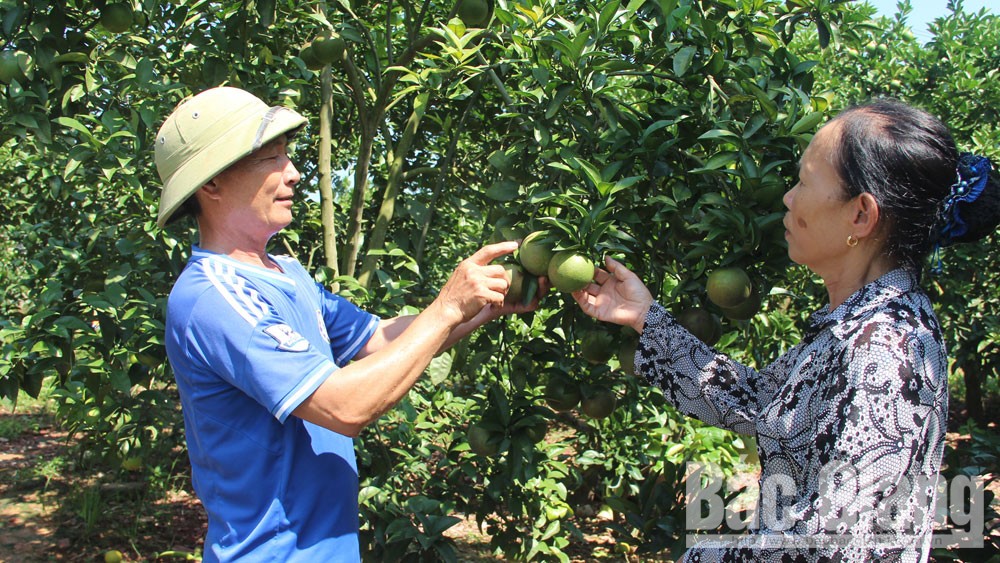 Lục Ngạn: Cây trái trĩu cành, hút khách
