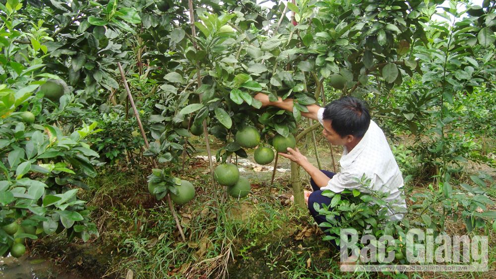 Giá bưởi da xanh Lục Ngạn từ 35 - 45 nghìn đồng/kg