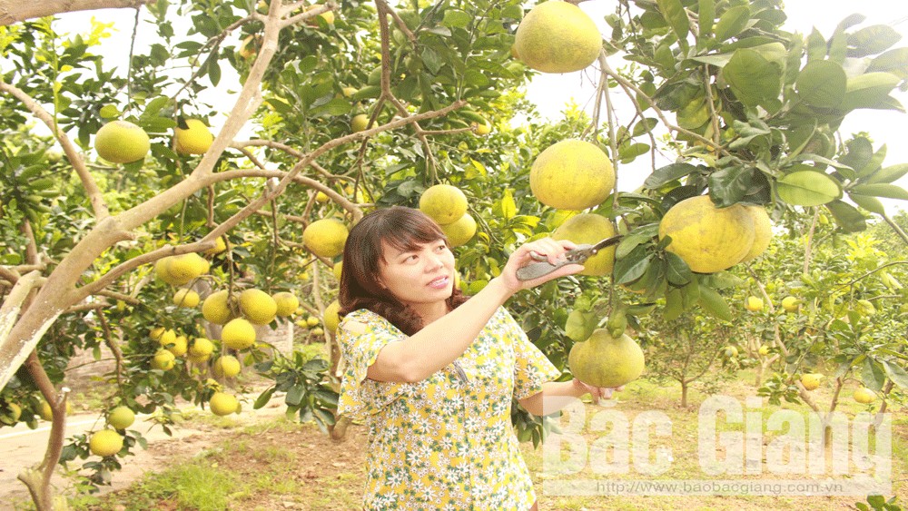 Tập trung chuẩn bị Hội chợ cam, bưởi và các sản phẩm đặc trưng huyện Lục Ngạn năm 2018