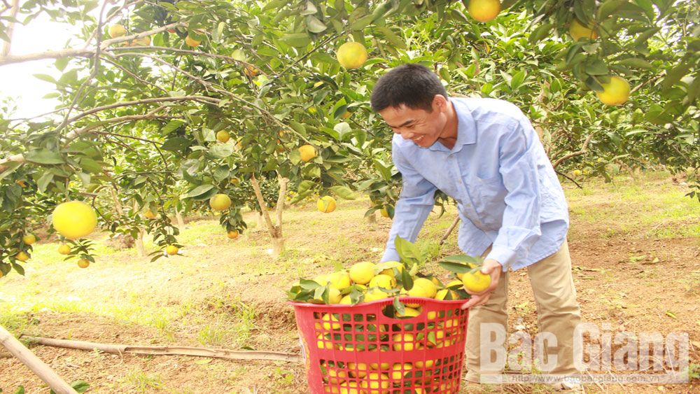 Lục Ngạn tiêu thụ hơn 10 nghìn tấn cam, bưởi