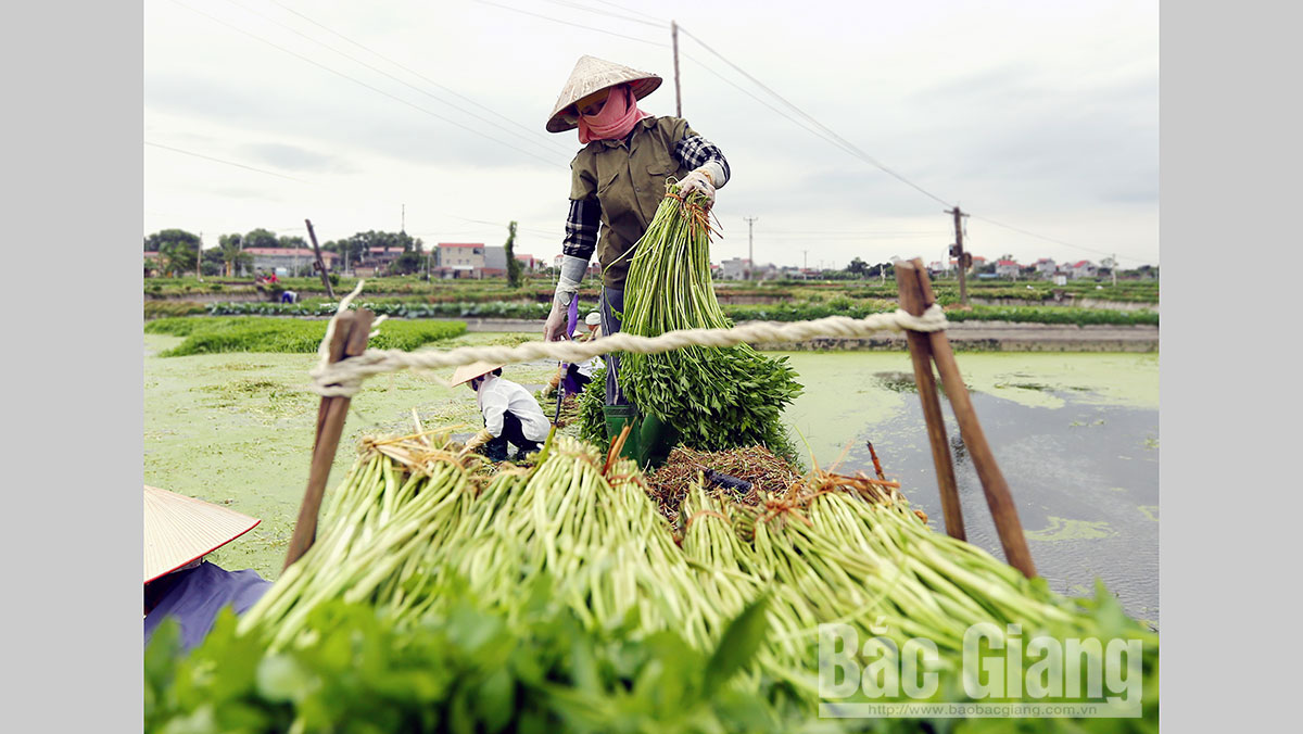 Rau Cần Hoàng Lương