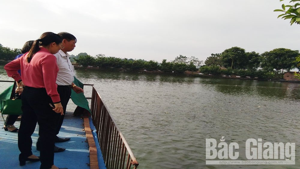 Nghiệm thu mô hình nuôi cá chép thương phẩm tiêu chuẩn VietGAP