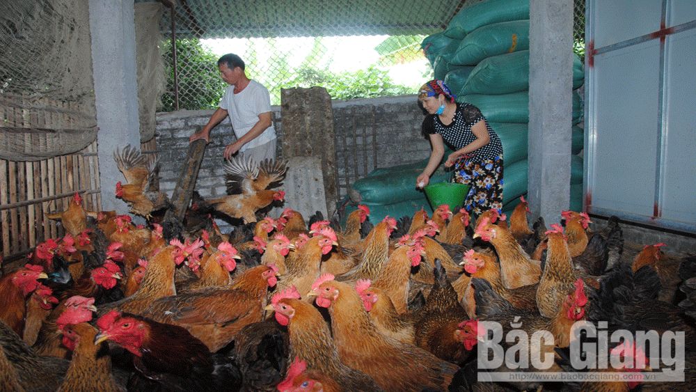 Chuẩn bị gà đồi đón Tết: Gà ri lai chiếm ưu thế