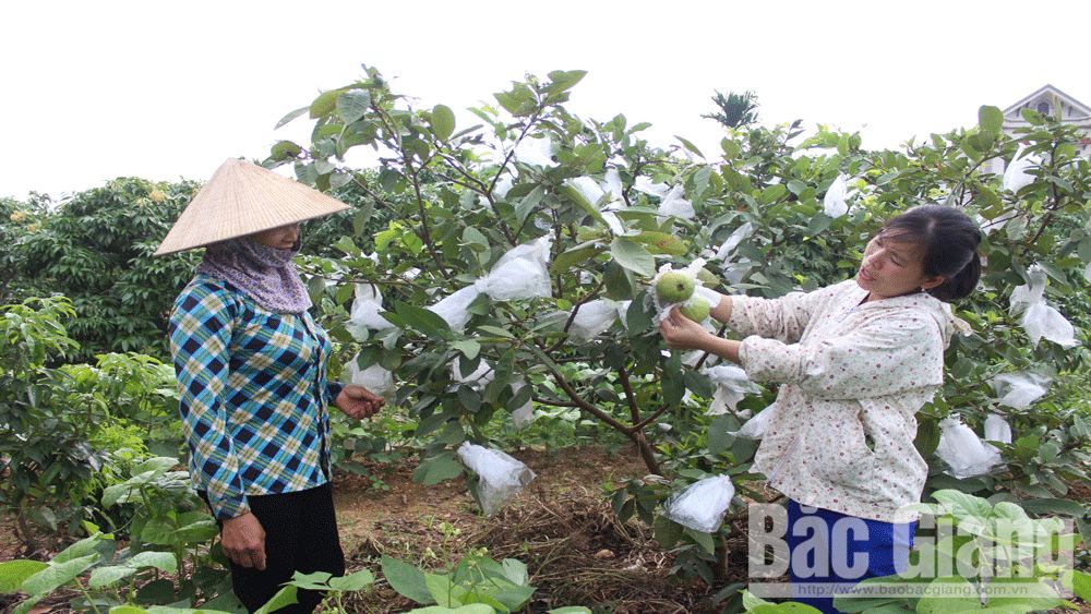Tân Yên ứng dụng công nghệ tiên tiến cho cây ăn quả