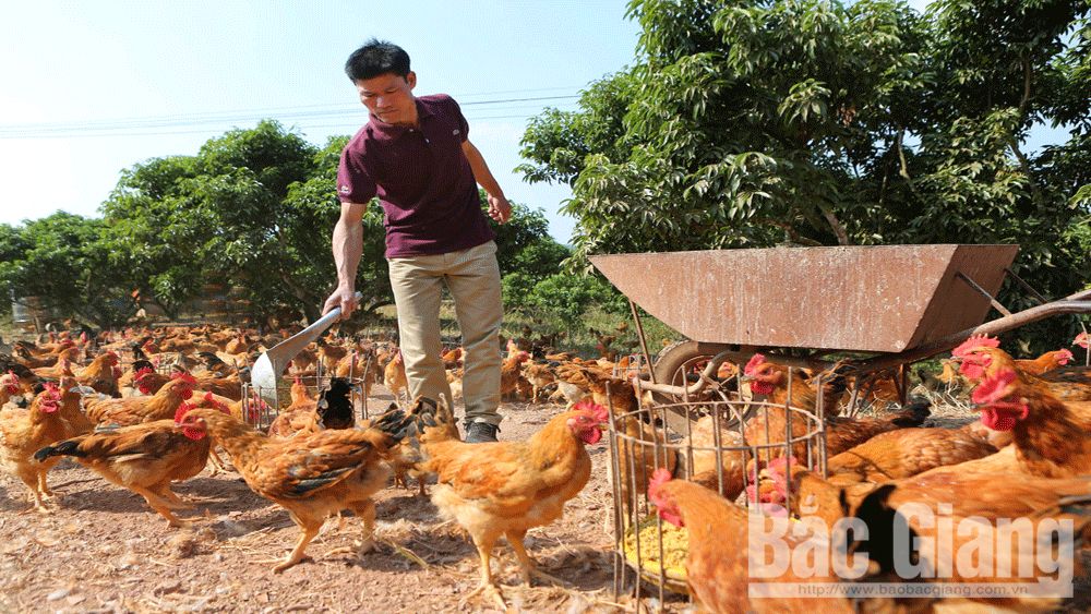 Tiếng gà vang xa