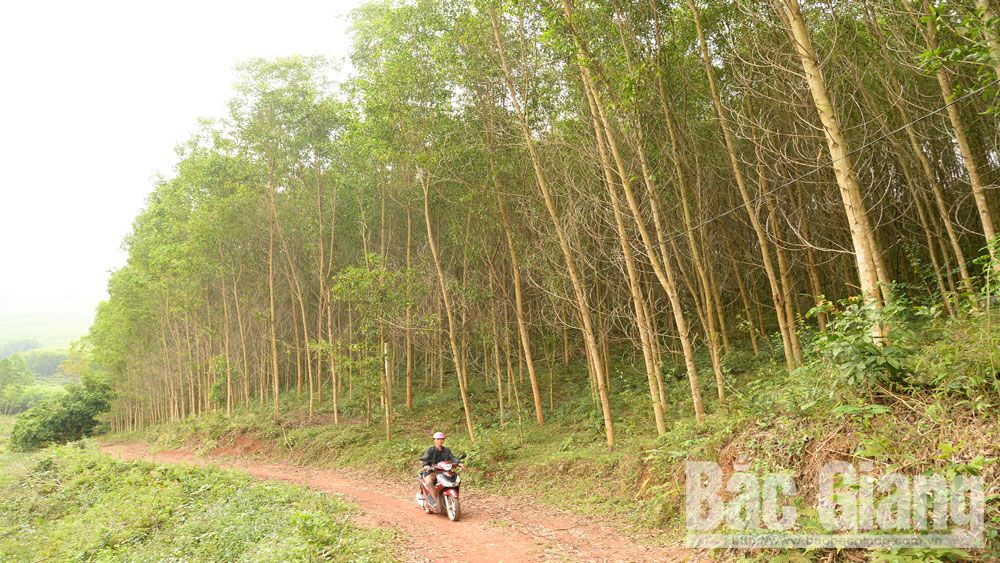 Thực hiện Nghị quyết Đại hội Đảng bộ huyện lần thứ XXV: Chú trọng phát triển kinh tế lâm nghiệp