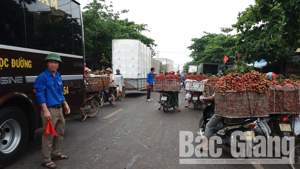 Lục Ngạn: 130 thanh niên tình nguyện tham gia hỗ trợ tiêu thụ vải thiều
