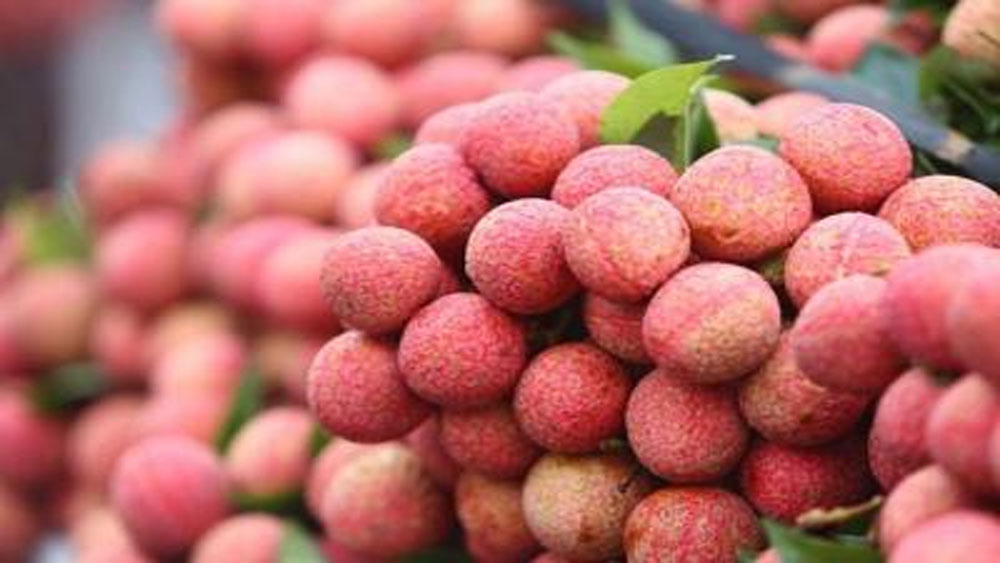 Vải thiều Lục Ngạn đủ điều kiện xuất khẩu vào thị trường Mỹ, Trung Quốc