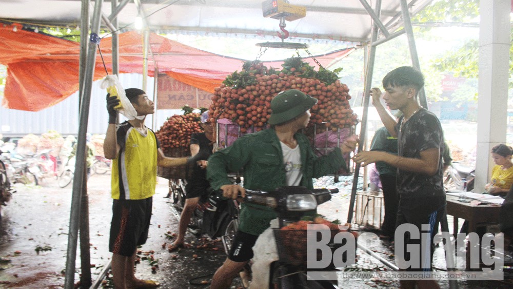 Bắc Giang: Vẫn trừ lùi, cân sai vải thiều
