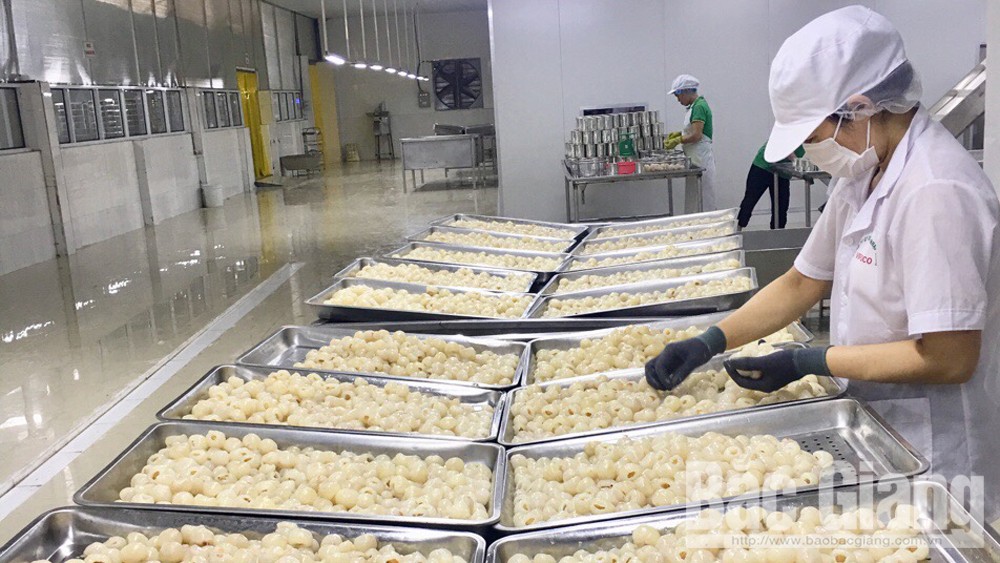 Thu mua hơn 1 nghìn tấn vải thiều để chế biến xuất khẩu và tiêu thụ trong các siêu thị