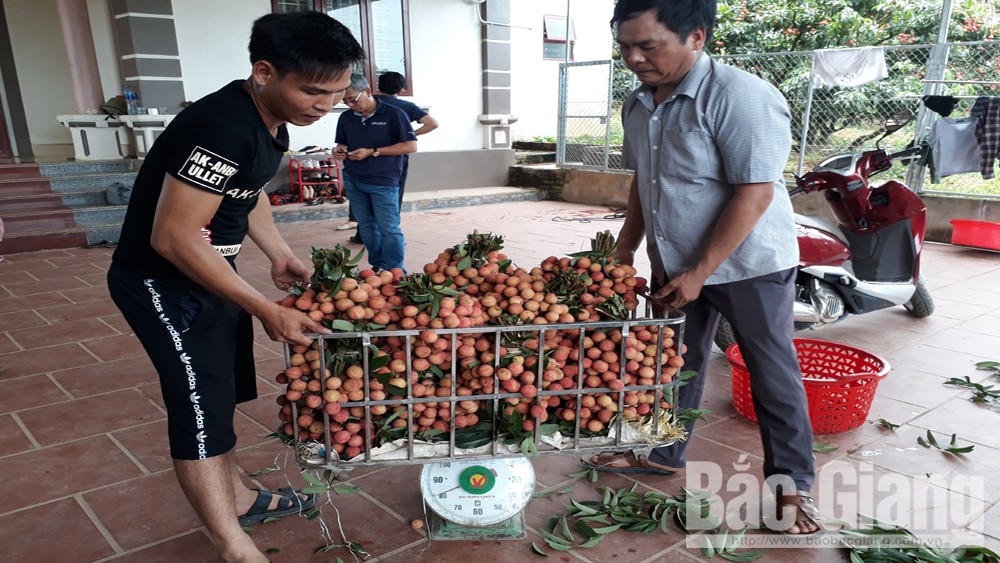 Giá một số loại vật tư phục vụ tiêu thụ vải thiều giảm nhẹ
