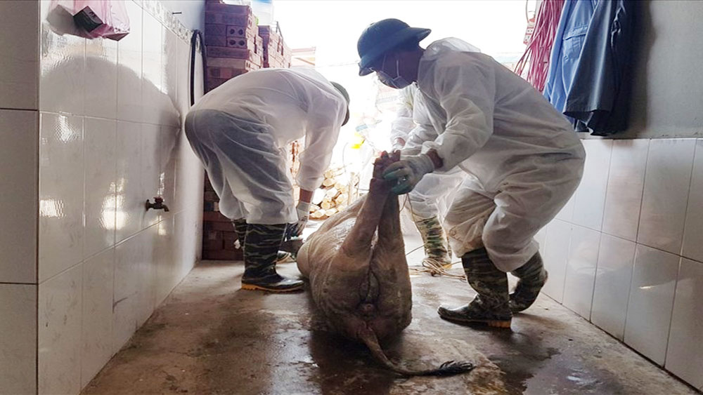 Quy định mới về mức hỗ trợ kinh phí phòng, chống dịch tả lợn châu Phi