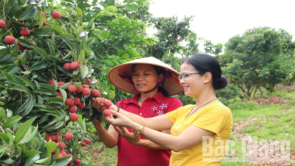 Bắc Giang: Thu về hơn 6,3 nghìn tỷ đồng từ vải thiều và các dịch vụ phụ trợ