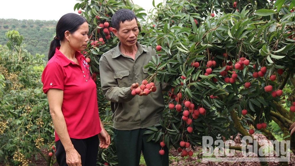 Nhìn lại vụ vải thiều 2019: Tăng chất lượng, hiệu quả