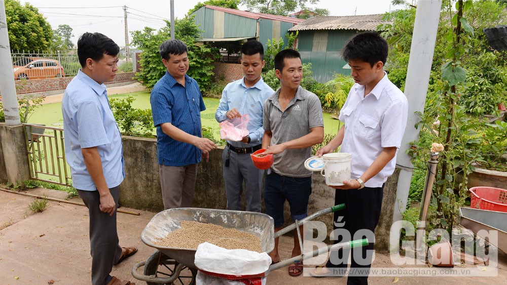 Sau khi sử dụng sản phẩm Kangjuntai: Lợn vẫn mắc bệnh dịch tả lợn châu Phi