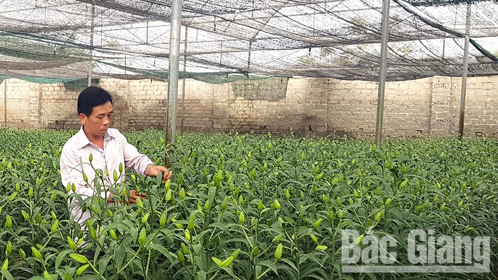 Bac Giang facilitates enterprises investing in agriculture and rural area
