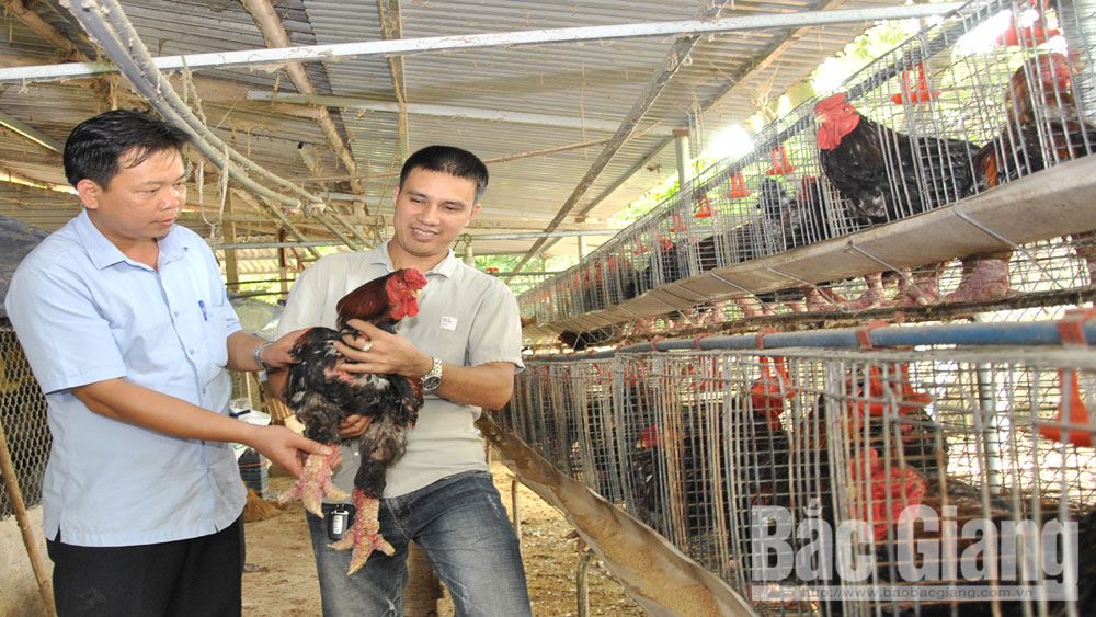 Nuôi gà đồi đón Tết: Ổn định tổng đàn, bảo đảm chất lượng giống