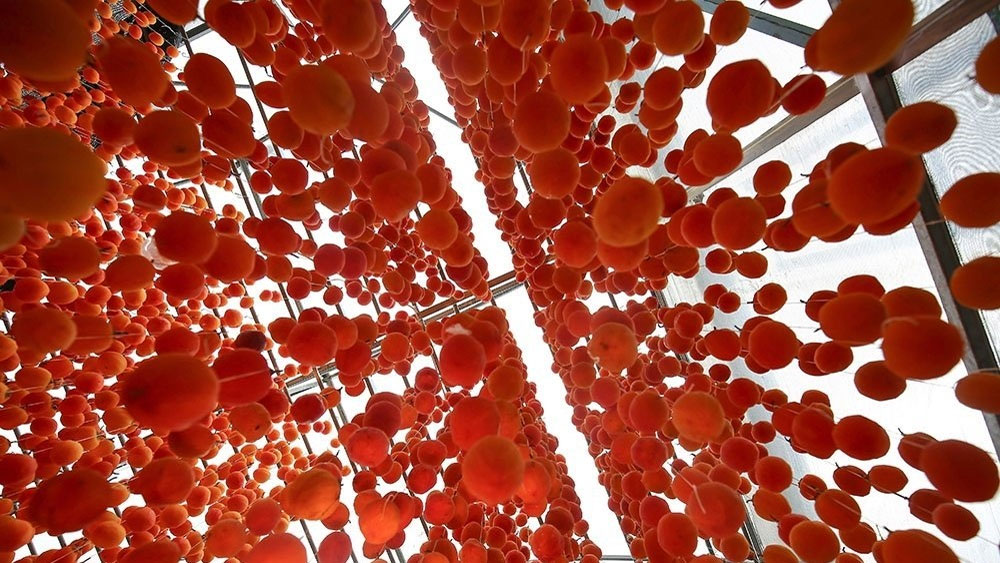 The making of dried persimmons in Da Lat