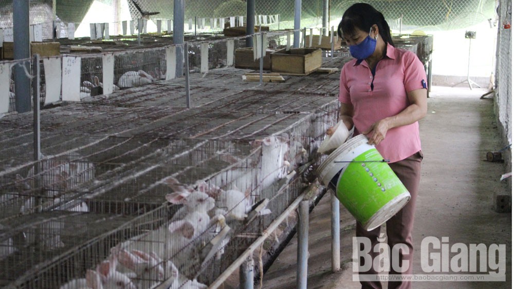 Thu nhập cao từ nuôi thỏ ở bản Rừng Dài