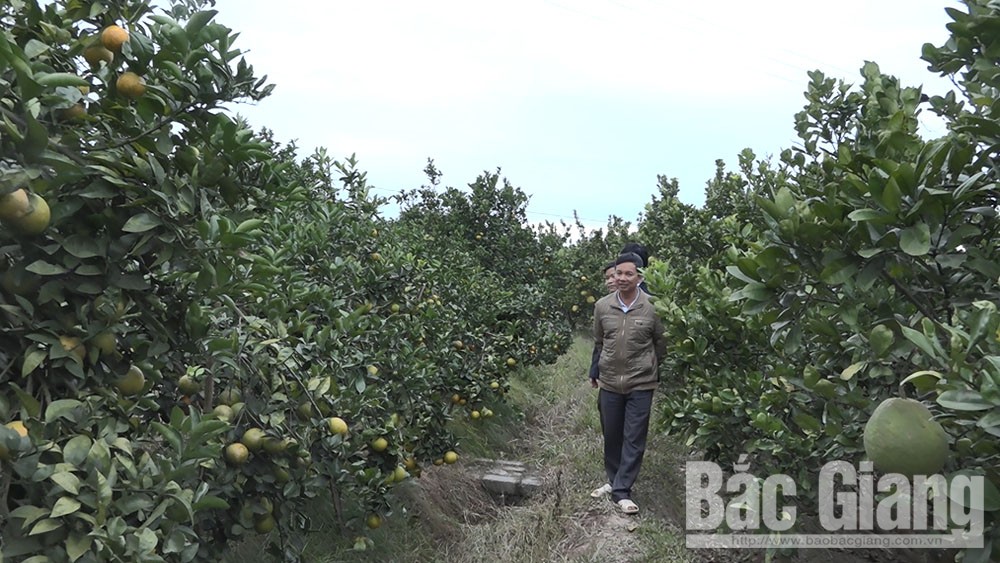 Lục Ngạn: Giá bán cam tăng hơn so với cùng kỳ năm trước