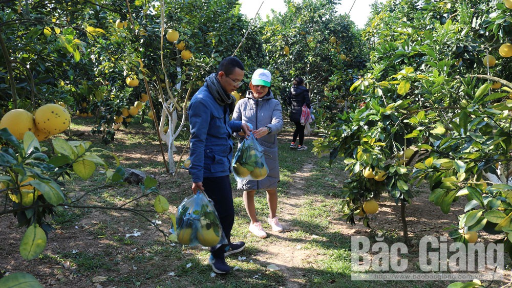 Lục Ngạn: Nhiều chủ vườn tăng thu nhập nhờ khách du lịch