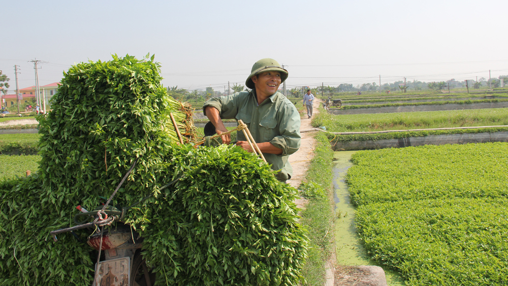 Mùa thu hoạch rau cần
