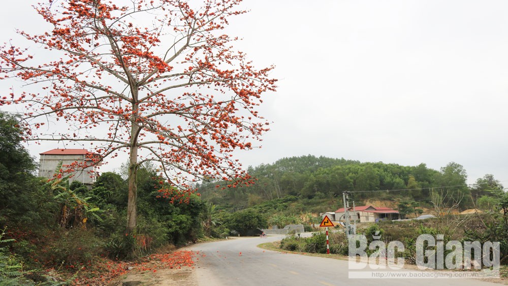 Mùa hoa gạo ở Tân Sơn