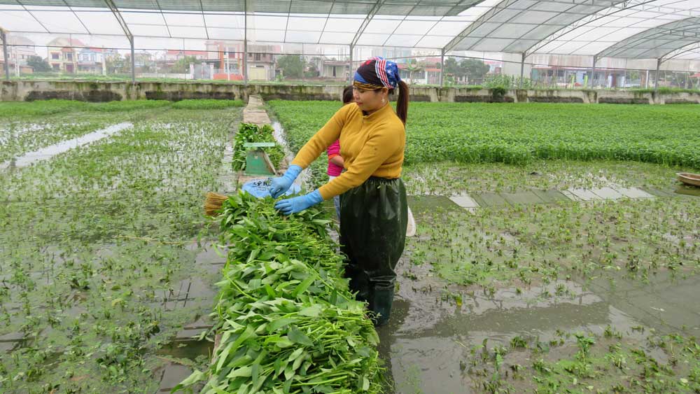 Hợp tác xã Sản xuất, tiêu thụ rau cần - cá giống Lý Hùng: Hướng đến sản phẩm hữu cơ