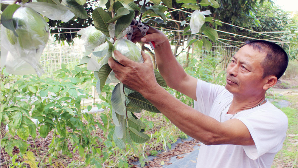 Chiến thắng bệnh tật, vượt khó làm giàu